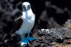 Blaufußtölpel (1).jpg